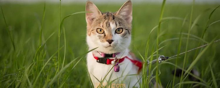 阿莫西林能治猫口炎吗 抗生素别再乱用啦又不是神药!(图1)