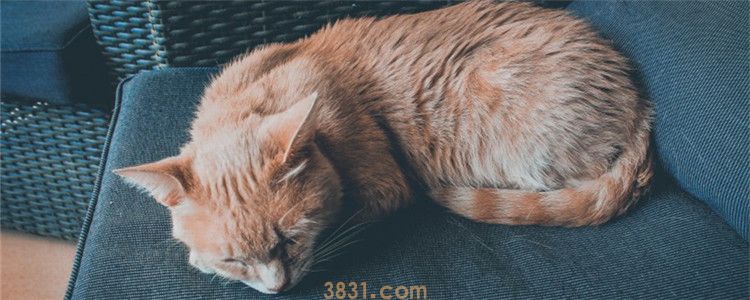 幼猫咬了多久过安全期 被猫抓伤有十天的安全期(图1)