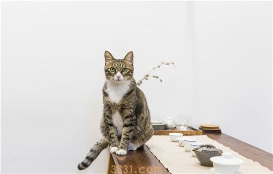 猫咪传腹 初期症状羊屎(图1)