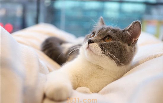 猫咪产后张嘴喘气 产后护理很重要!(图1)