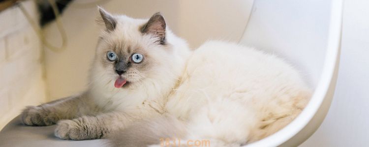 猫咪羊水泡不破挂外面怎么办 难产别犹豫赶紧送医!(图1)