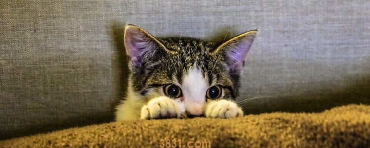 猫咪奶藓怎么消除 一定要注意隔离!(图1)