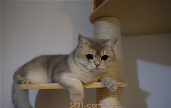 猫喝羊奶拉稀还能喝吗 千万不要继续喂了哦(图1)