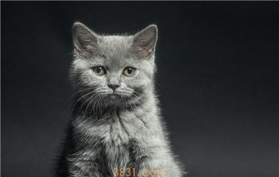 猫喉咙里有痰音 猫鼻支要注意哦(图1)