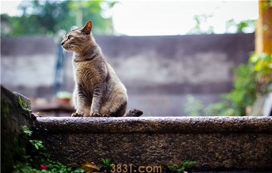 猫咪身上红色凸起疙瘩 要注意观察猫咪有无不良反应哦!(图1)