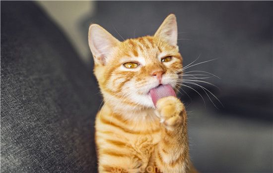 猫咪突然单只眼睛红肿 一定要尽快治疗哦!(图1)