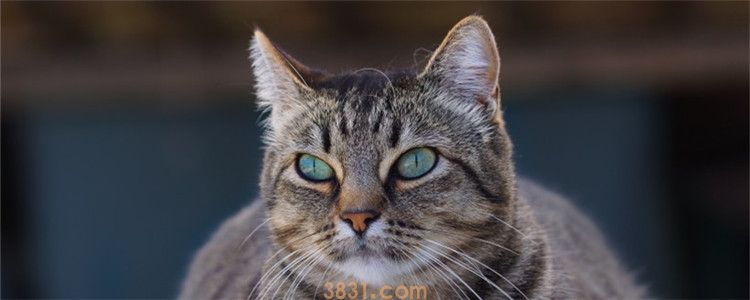 猫鼻子上有黑色块 猫咪鼻子有黑东西很正常(图1)