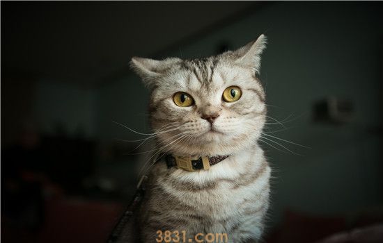 猫咪空嚼的原因 注意猫咪口腔疾病哦!(图1)