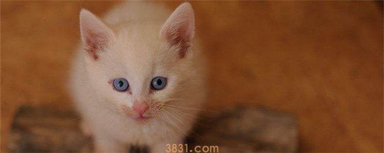 猫身上掉黑渣是什么 是脏东西还是皮肤病(图1)