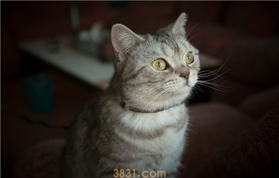 猫咪洗澡后第5天死了 给猫洗澡要注意方法!(图1)