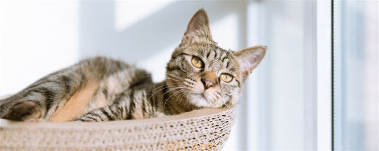 猫能吃花甲吗 猫并不一定喜欢吃水产品(图1)