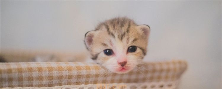 小猫呛奶了怎么办 给小猫喂奶要细心(图1)