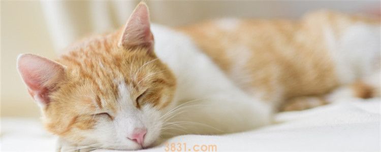 小猫口吐白沫的原因 赶紧带猫咪去医院吧(图1)