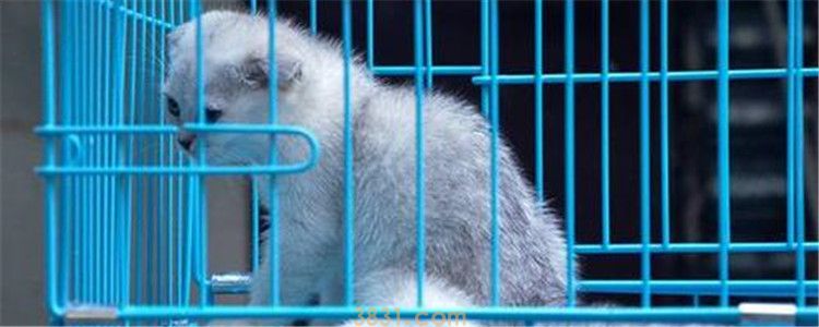 小猫关笼子里一直叫,出来就不叫 猫咪不适合被圈养(图1)