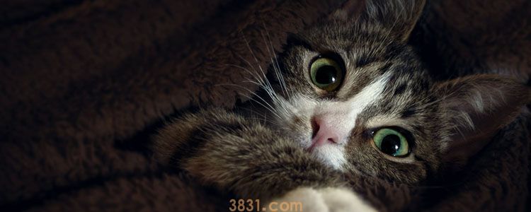 猫吐黄水不吃饭不大便 可能是猫瘟?(图3)