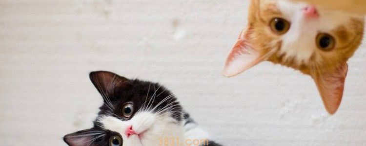 小猫多大母猫才不挪窝 挪窝的行为原因你知道没(图1)