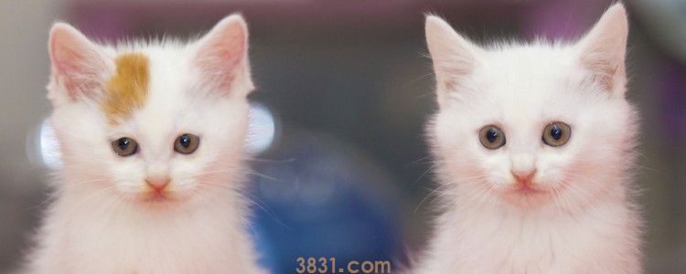 木天蓼棒要不要削皮 磨牙的东西都准备好了吗?(图1)