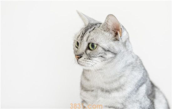 猫咪呼吸有声音 小心肺部感染哦!(图1)