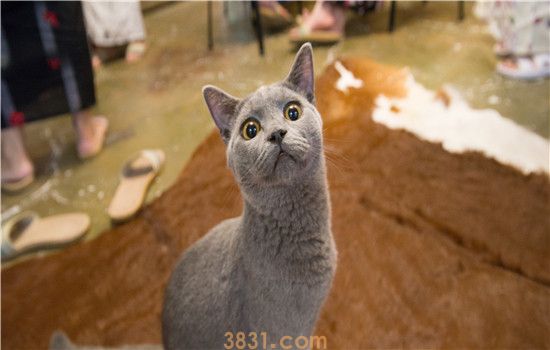 猫咪后背有软的鼓包 小心皮肤肿瘤哦!(图1)