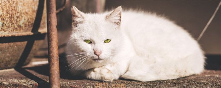绝育母猫晚上总叫 是绝育手术没有做成功吗?(图1)
