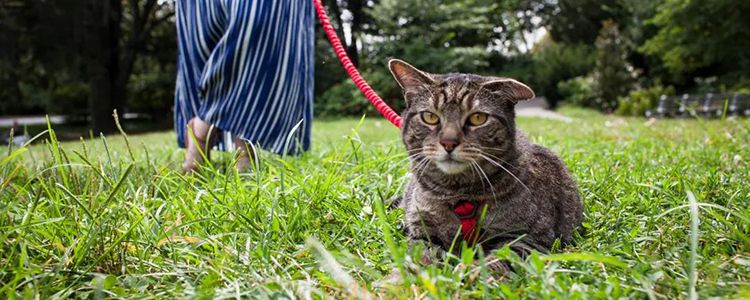 猫尿绿色是什么病 绿色猫尿原因解析(图1)