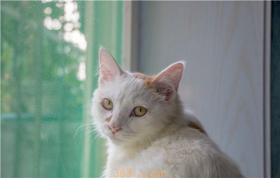 猫奶粉和水比例 一定要用羊奶粉或者宠物奶粉哦!(图1)