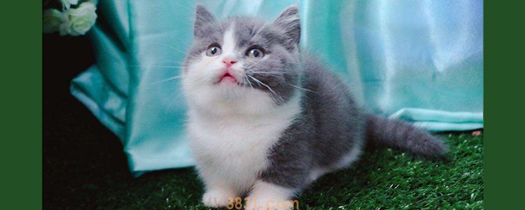 猫大小便失禁什么原因 可能是疾病喔!(图1)