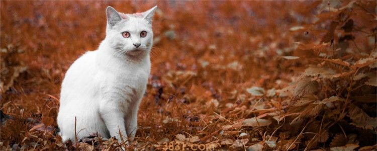 猫走路外八字的原因 猫走外八字是正常的吗(图1)