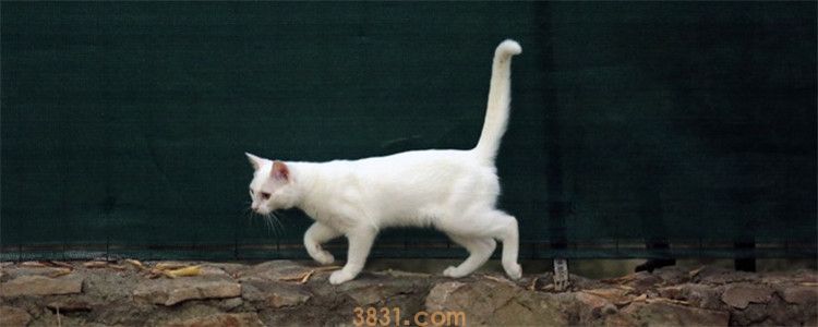 猫走起路来是什么样的 你家的喵会走猫步吗(图1)