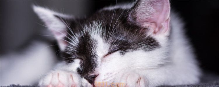 猫被车压了还能去活吗 尽快送医就有活下来的希望(图1)