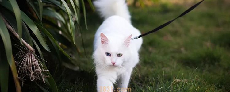 猫屎臭怎么办 当然要从根源解决!(图3)
