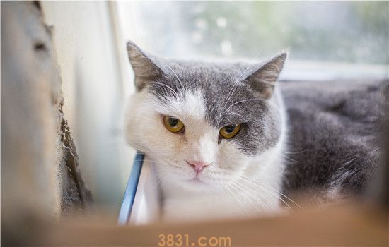 猫咪滴虫会自愈吗 感染寄生虫怎么会自愈?(图1)