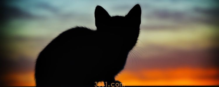 猫咪吃了鸡骨头死了 说了多少遍不要喂骨头还不听(图1)