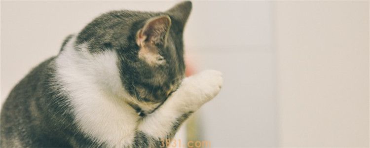 猫咪舌头在外面还流血怎么回事 自己应该怎么处理伤口(图1)