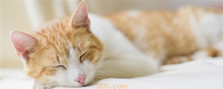 怎么给猫咪蒸鸡胸肉最好吃 放点鸡油让猫咪爱不释手(图1)