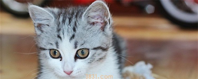 小猫不拉屎 可以喝柠檬水吗,最好不要给猫喝柠檬水(图1)