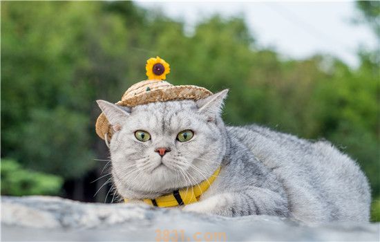猫猫食欲正常 但是拉稀,是怎么回事?(图1)