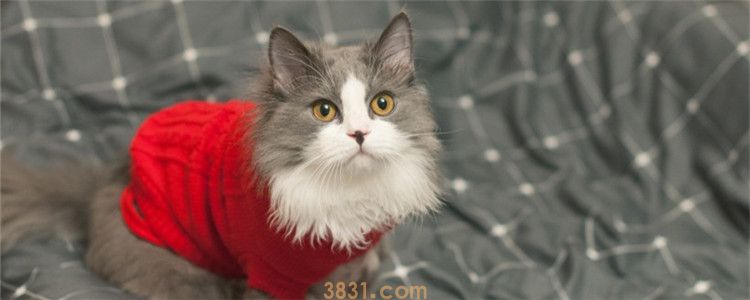 猫绝育是割哪里 公猫和母猫绝育难度不一样(图1)