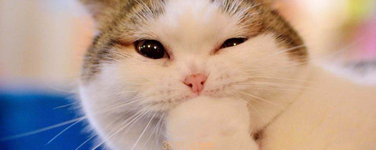 豆腐猫砂臭吗 容易变质吗?(图1)