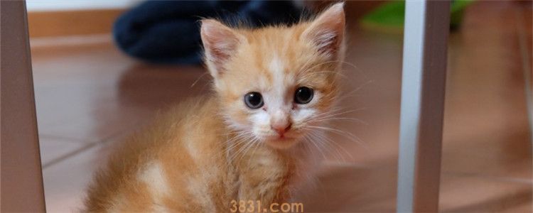 猫可以一晚上不拉屎吗 猫不拉屎的罪魁祸首是猫砂盆(图1)