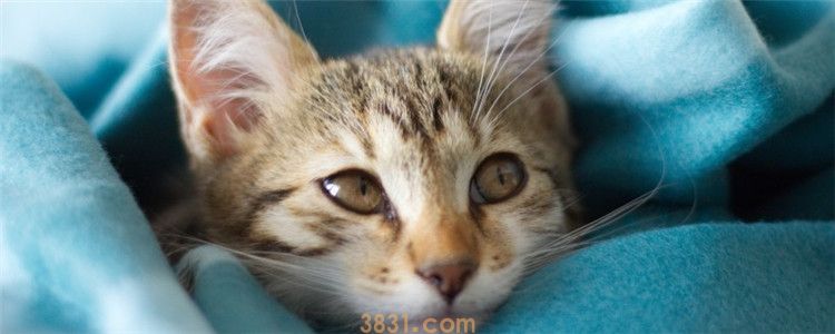 猫绝育不摘子宫可以吗 母猫绝育必须全摘(图1)