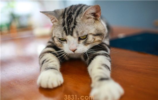 猫疫苗有哪些 核心疫苗是必须注射哦!(图1)