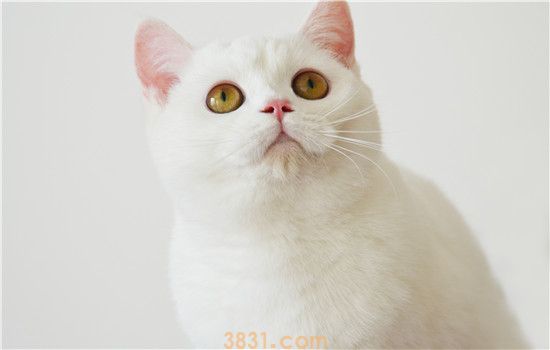 猫生下刚成型的死胎(图1)