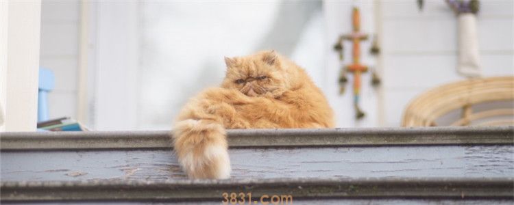 猫怎么将毛球排出体外 猫吃草的原因你知道了吗(图1)