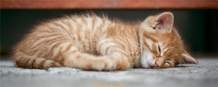 小猫被摔之后一直睡觉 小猫极有可能受伤了(图1)