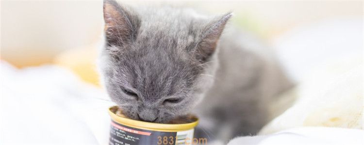 小猫总是吃不够 能吃能拉是好事(图1)