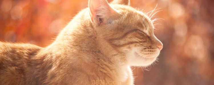 猫咪受伤流血处理方法 如何正确消毒包扎?(图1)