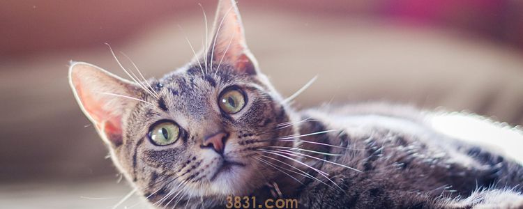 猫咪拉稀是怎么样的 怎么知道猫是拉稀了?(图1)