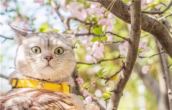 猫癣什么途径传染给人(图1)