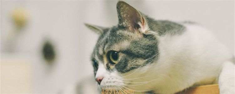 猫猫眼屎是红色的怎么办 猫咪的饮食最好清淡一点(图1)